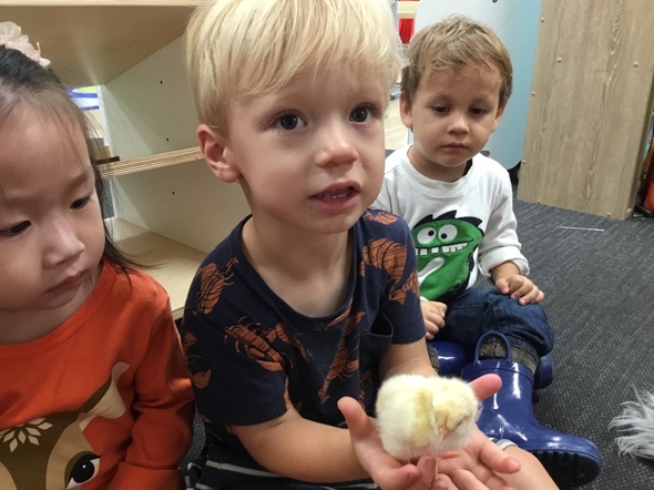 Little Zak's Academy | Easter Chicken Hatching