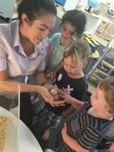 Little Zak's Academy | Easter Chicken Hatching